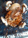 De Almelose Palmpaasstok